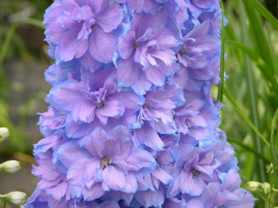 Дельфиниум вишфул финкинг