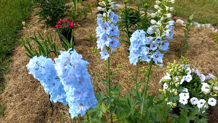 Дельфиниум Pagan Purples