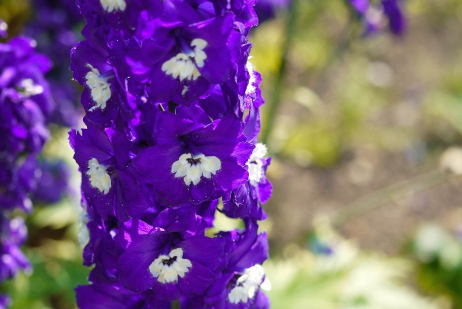 Дельфиниум "Тихоокеанские великаны" Галахард