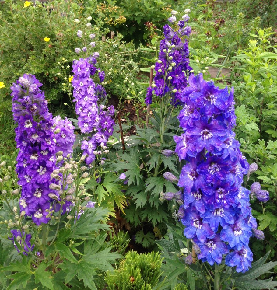 Дельфиниум аякса