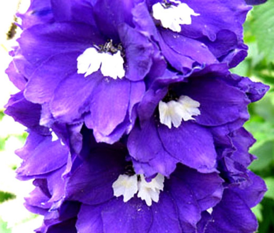 Семена дельфиниум Король Артур