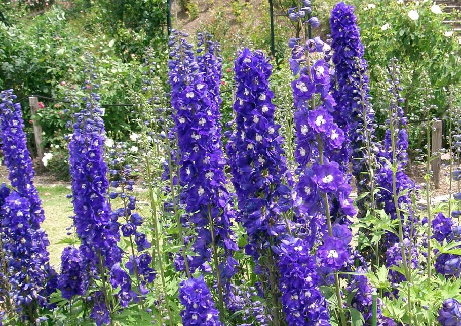 Дельфин ум Король Артур