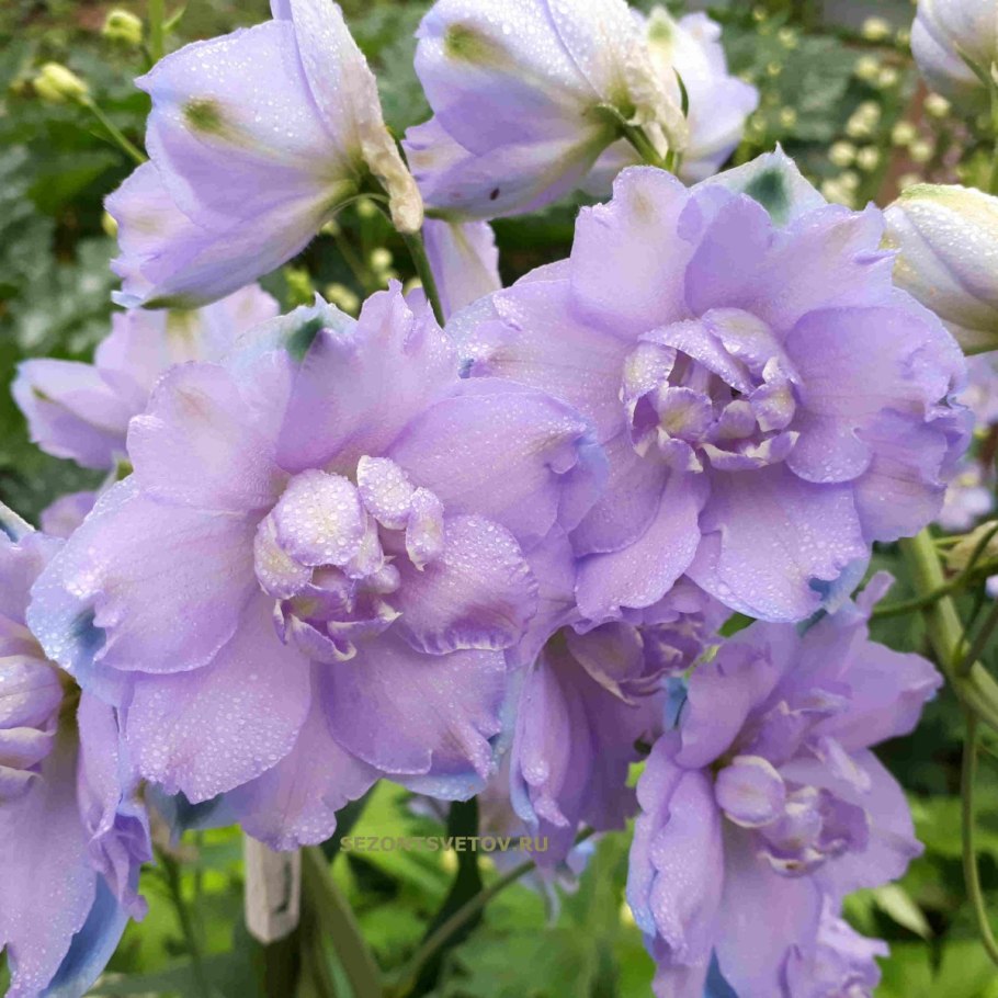 Дельфиниум Вишфул финкинг