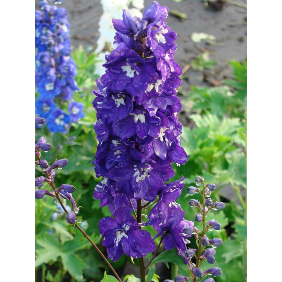 Дельфиниум Blue Bird