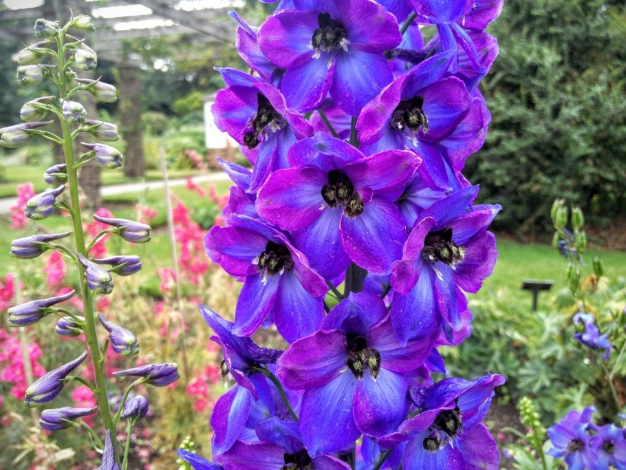 Дельфиниум синяя птица семена