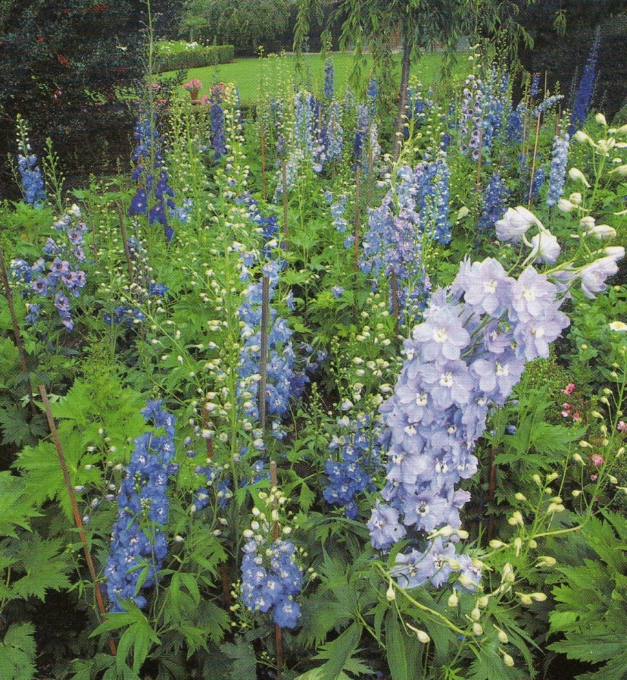 Дельфиниум Женевьева