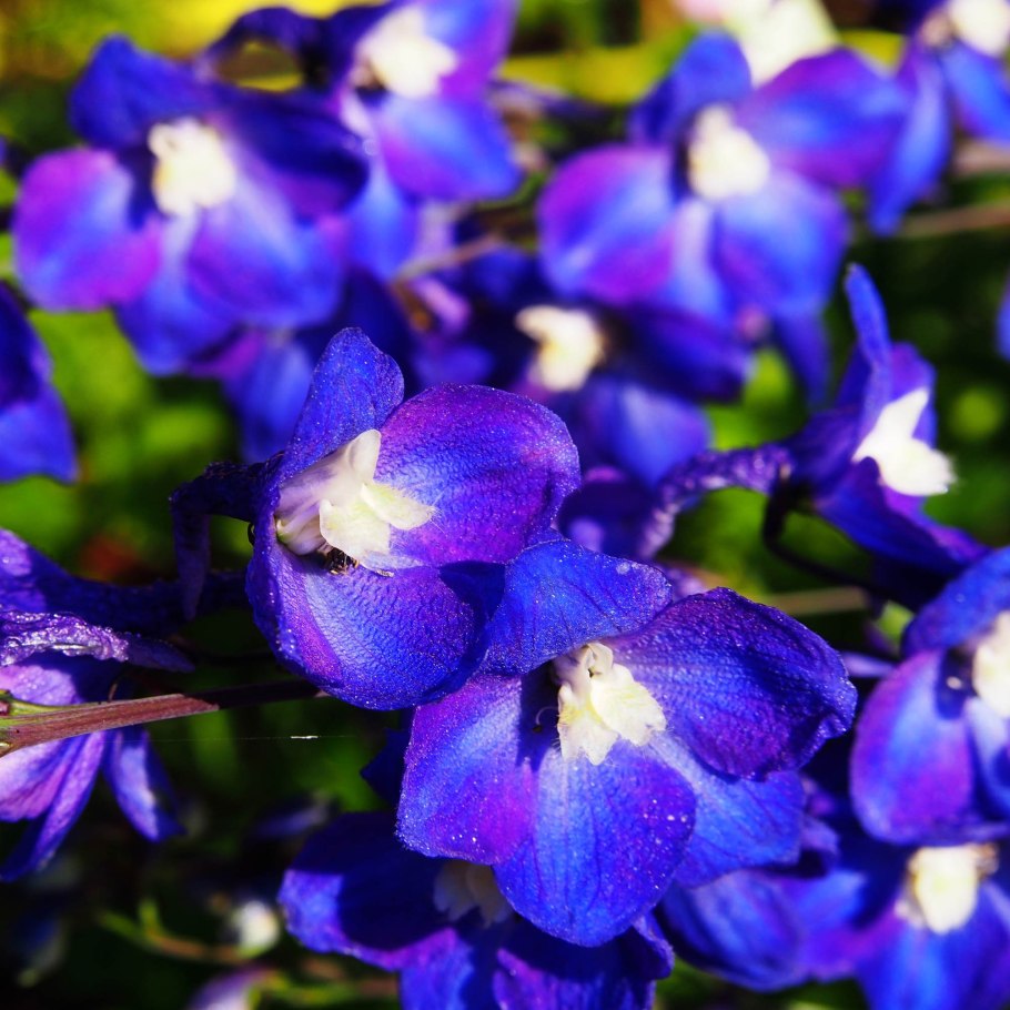 Дельфиниум король артур