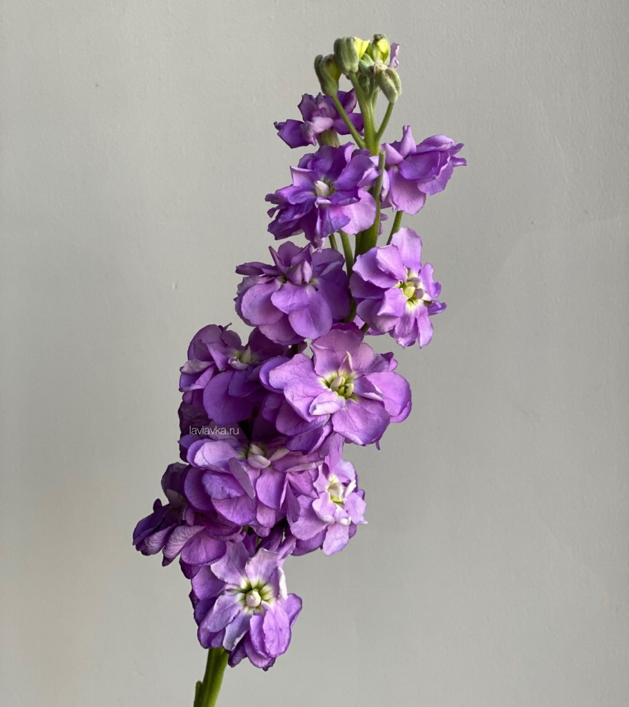 Дельфиниум Блю Джей