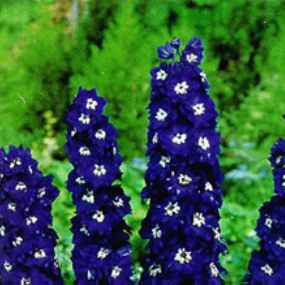 Дельфиниум Тихоокеанские великаны Король Артур 0,05 г