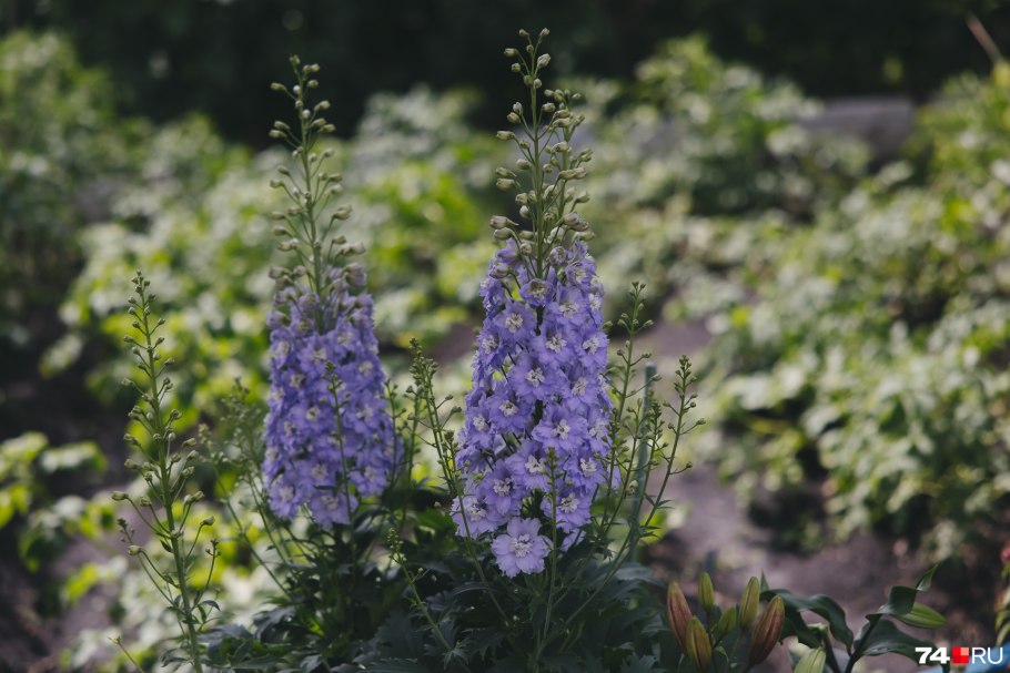 Дельфиниум Старлайт