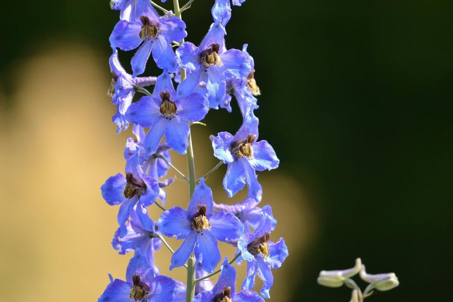 Дельфиниум синий король