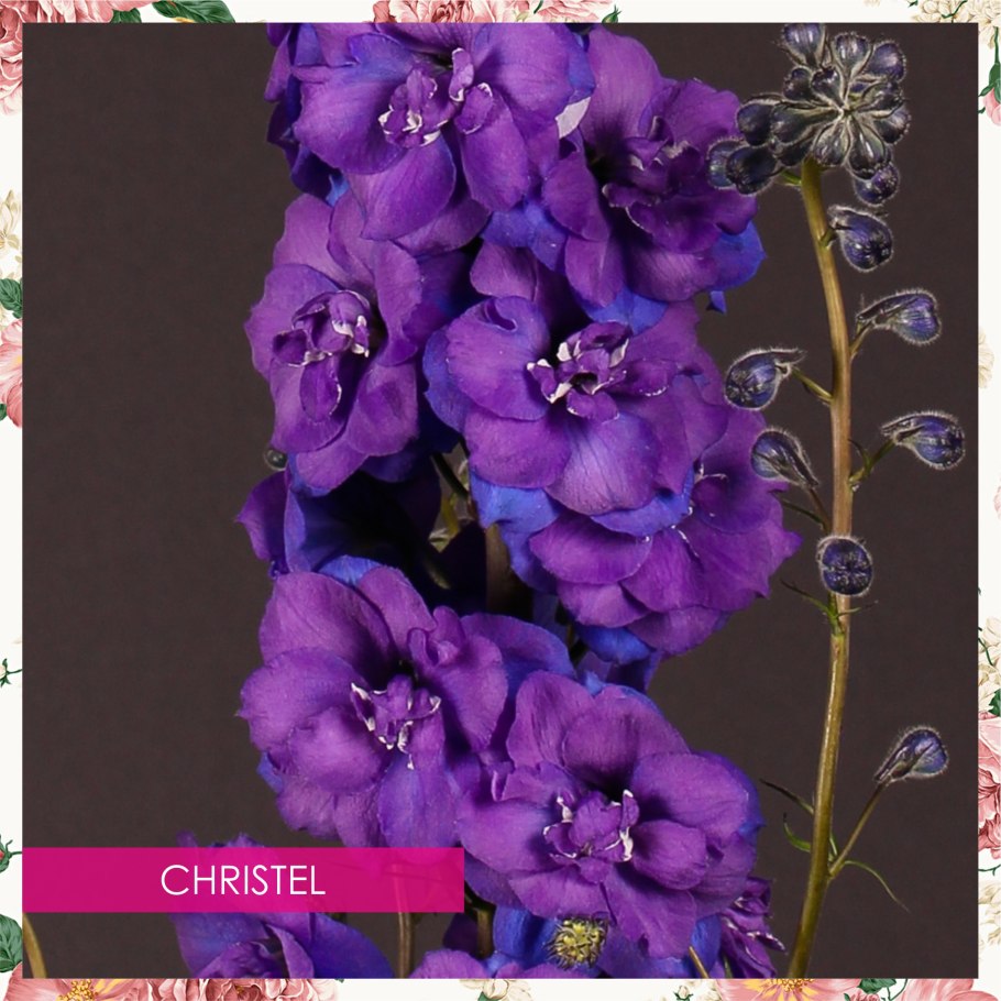 Дельфиниум christel