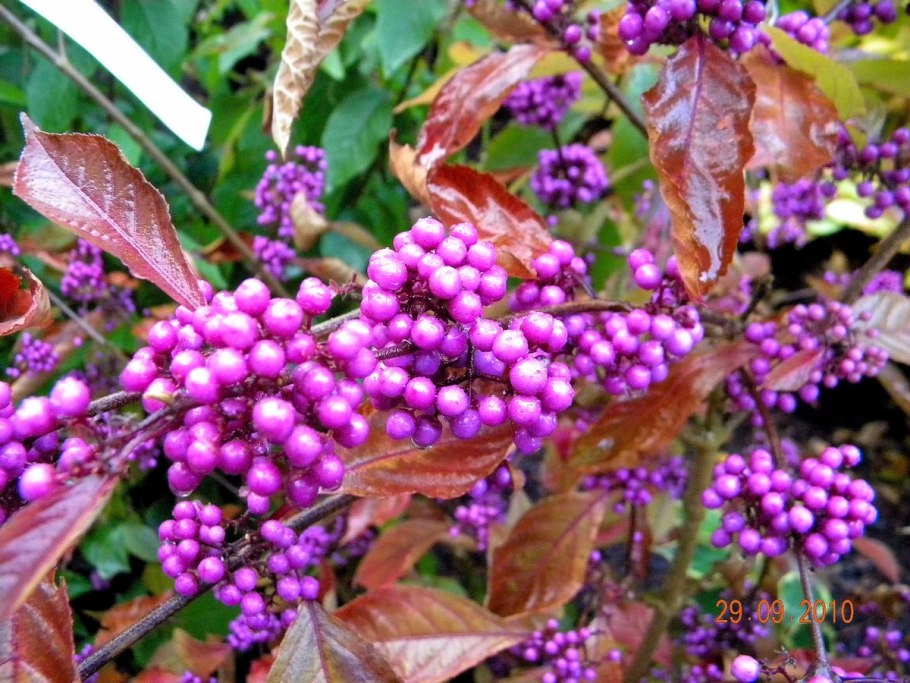 Callicarpa Americana (Красивоплодник)