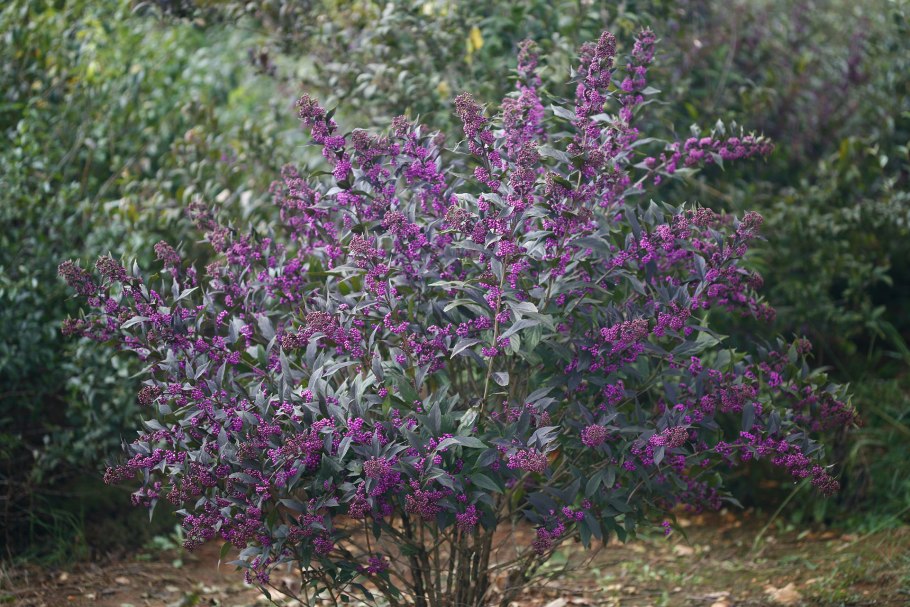 Красивоплодник Issai