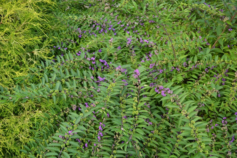 Красивоплодник японский Callicarpa japonica