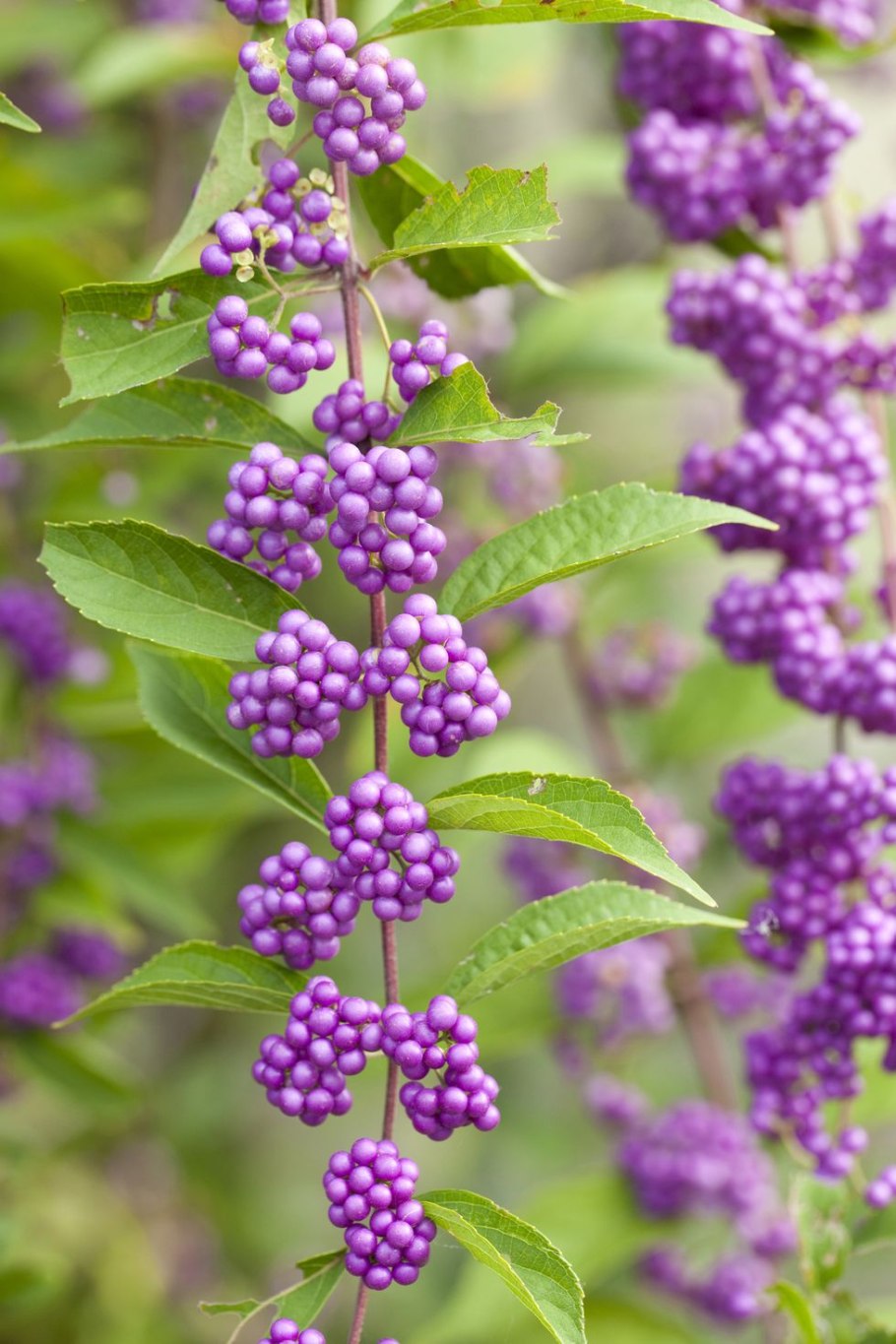Callicarpa Americana (Красивоплодник)