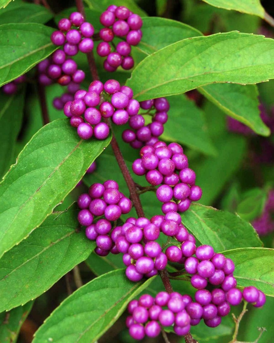 Красивоплодник японский Callicarpa japonica