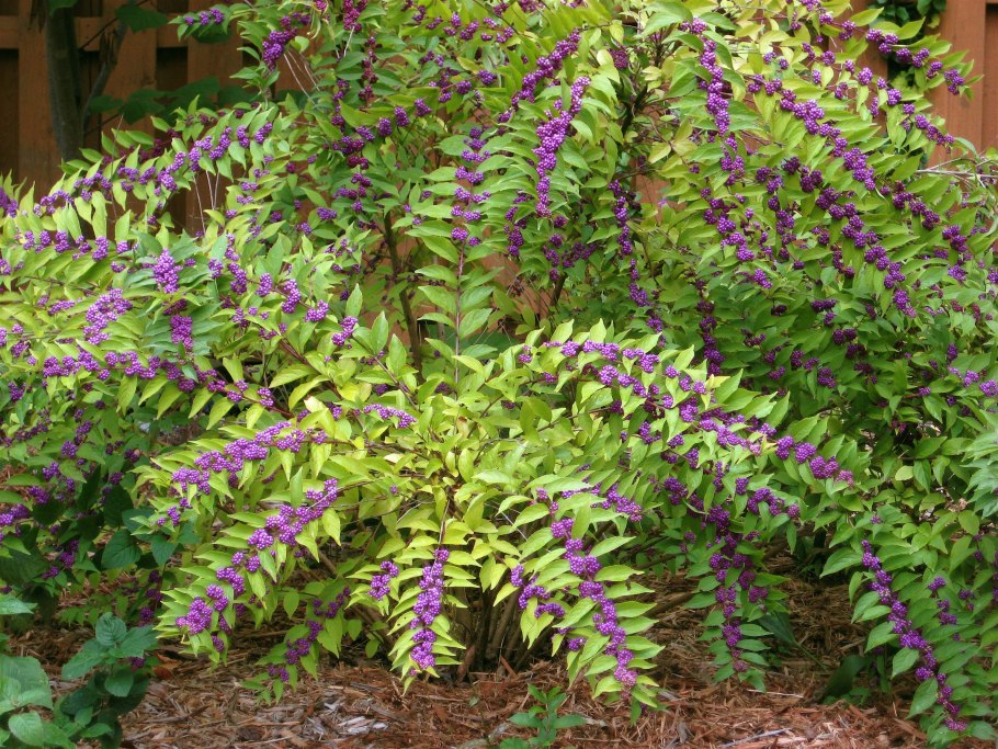 Callicarpa Americana (Красивоплодник)