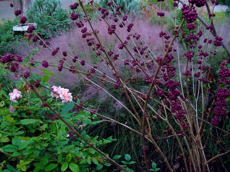 Красивоплодник pięknotka Bodiniera Profusion