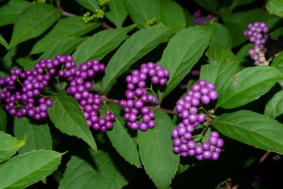 Callicarpa bodinieri Profusion зона зимостойкости