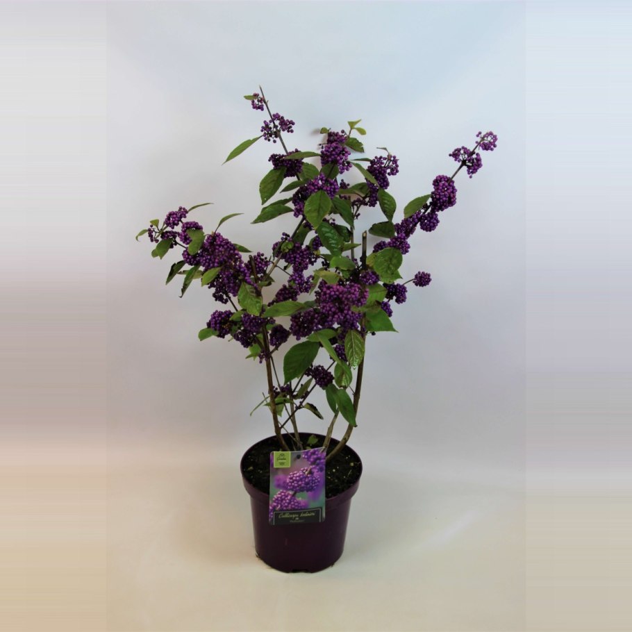 Красивоплодник японский Callicarpa japonica