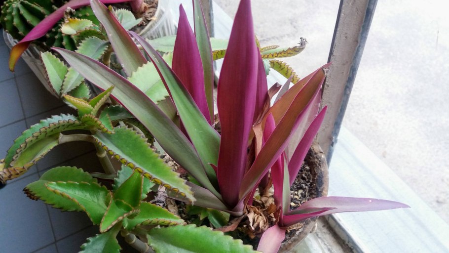 Традесканция spathacea