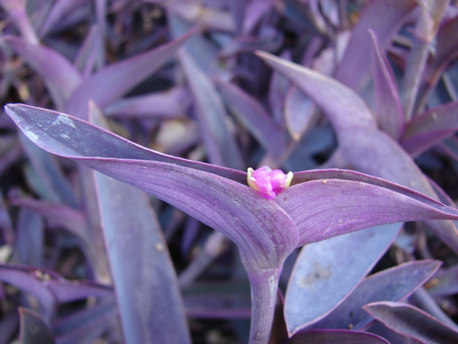 Кислица треугольная (Oxalis triangularis)