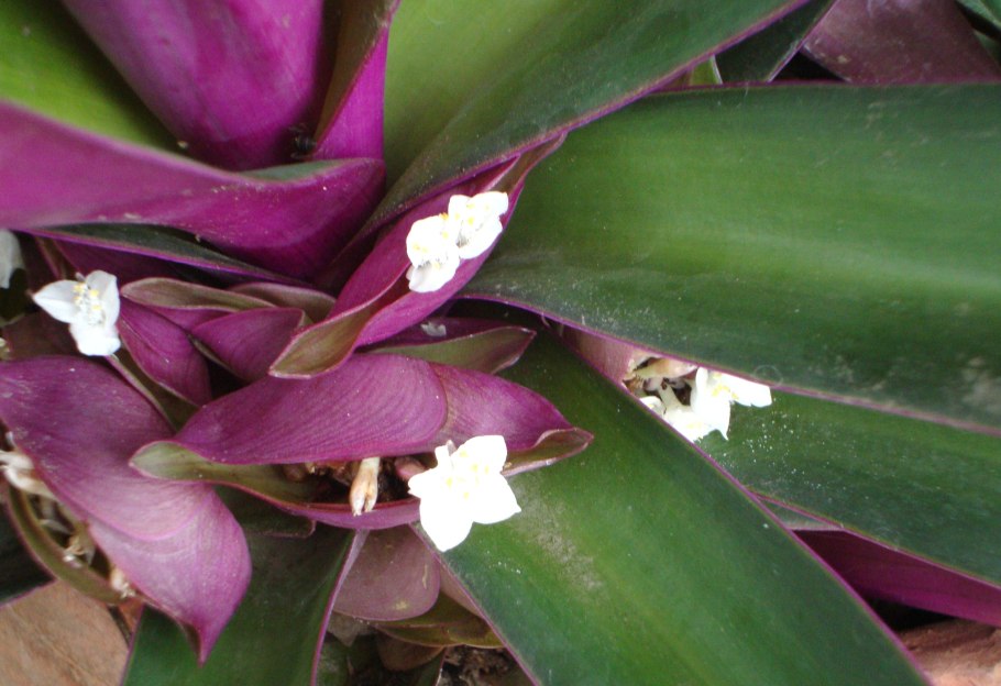 Традесканция Блоссфельда (Tradescantia blossfeldiana)