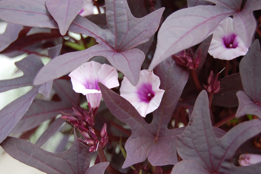 Rhoeo discolor