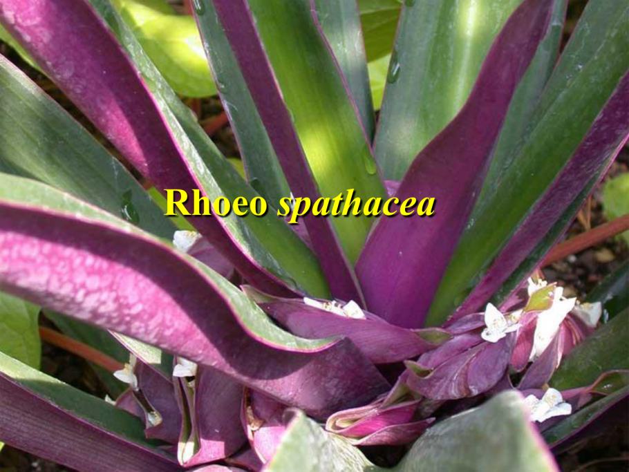 Rhoeo spathacea - ромео