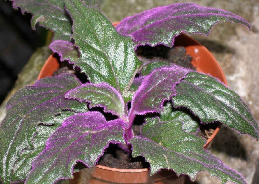 Традесканция spathacea