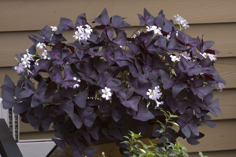 Oxalis triangularis