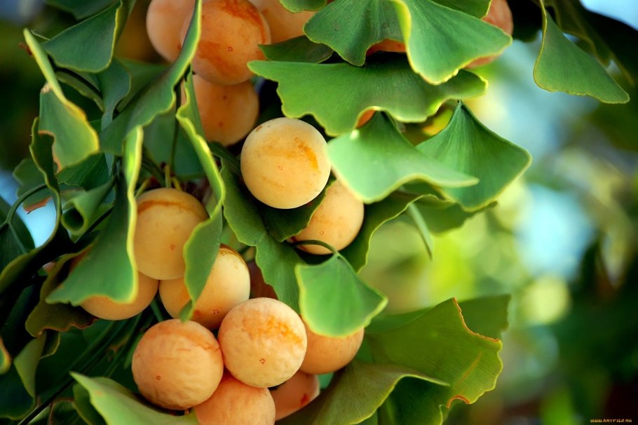 Гинкго билоба двулопастный