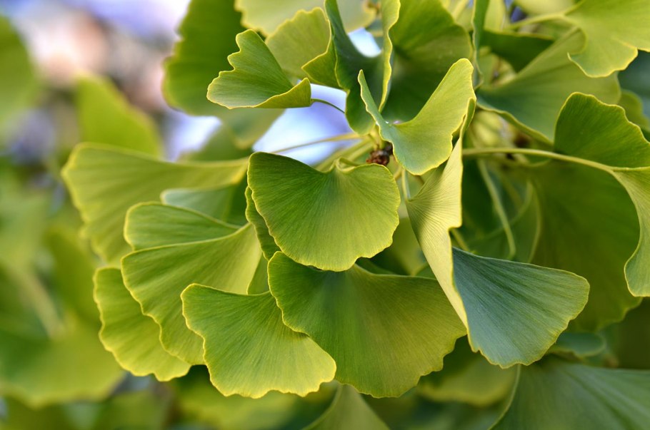 Растение гинкго двулопастный