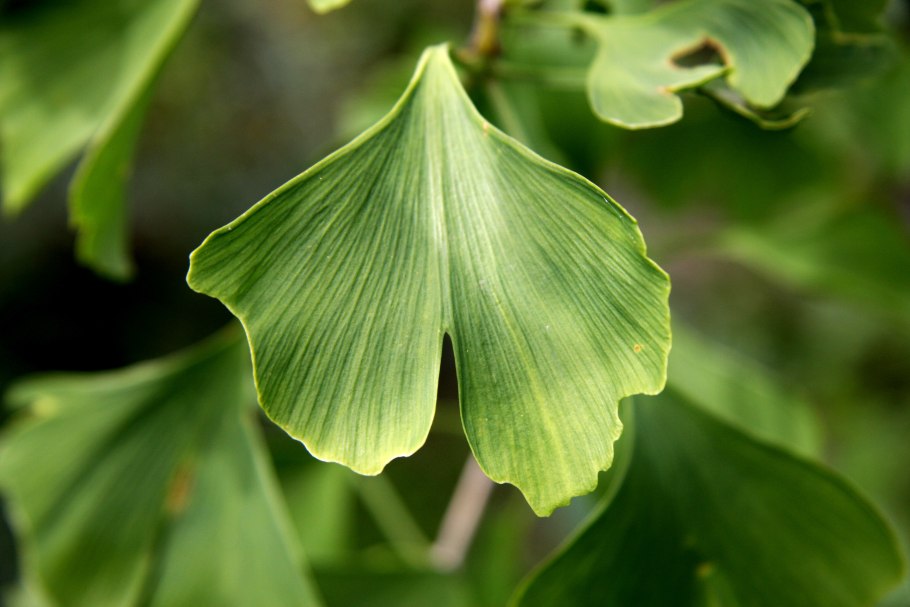 Гинкго двулопастный (Ginkgo Biloba)