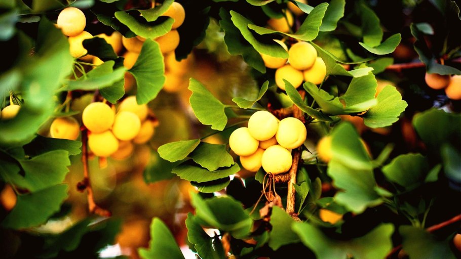 Гинкго двулопастного листьев