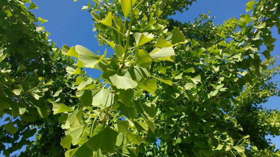 Гинкго билоба двулопастный лист