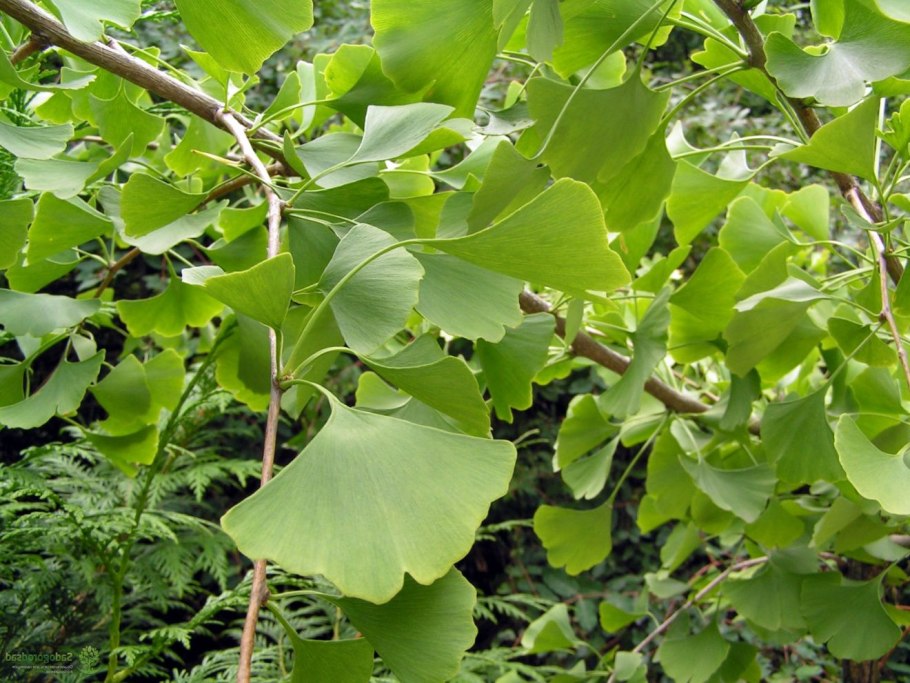 Ginkgo Biloba растение
