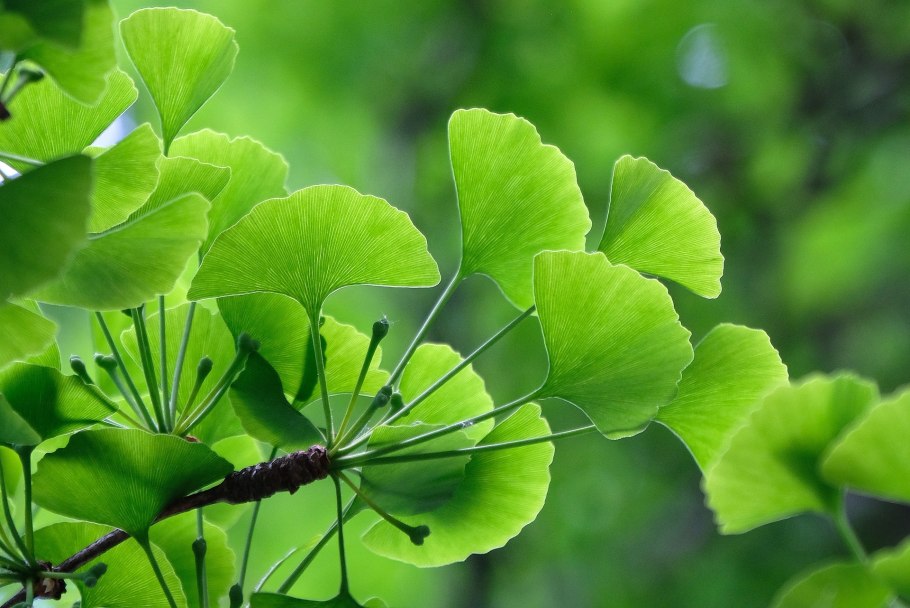 1. Гинкго двулопастный - Ginkgo Biloba