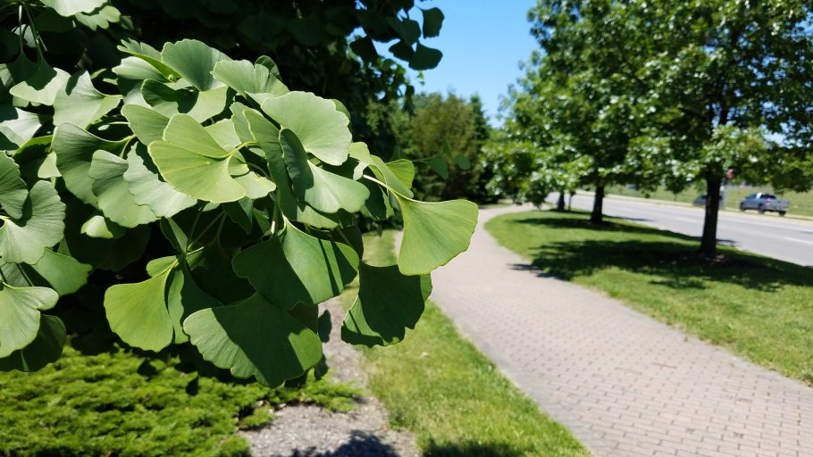 Гинкго билоба Ginkgo Biloba