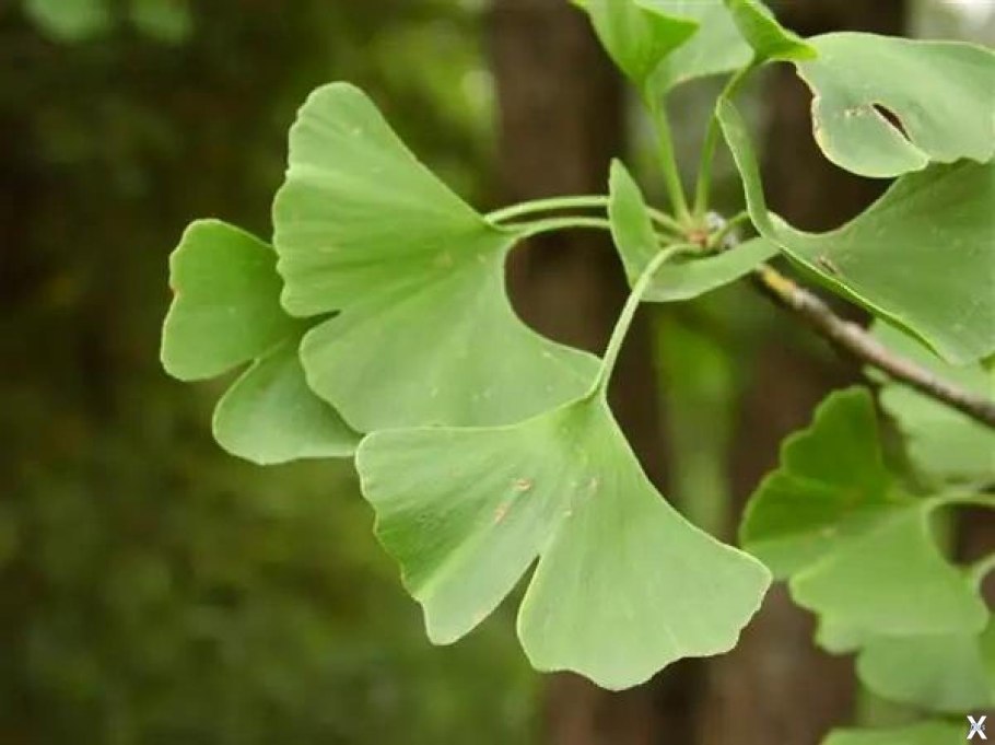 Гинкго двулопастной Ginkgo Biloba