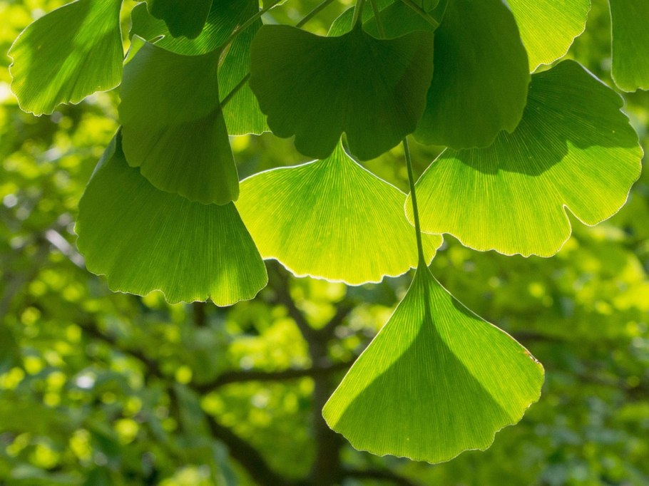 Гинкго билоба Ginkgo Biloba