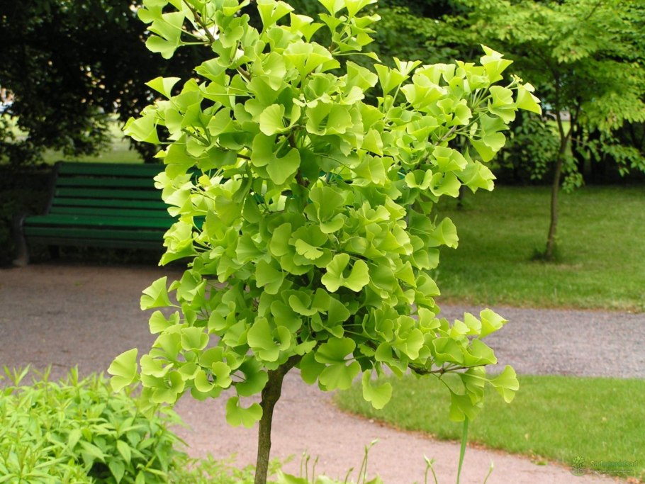Гинкго билоба Ginkgo Biloba