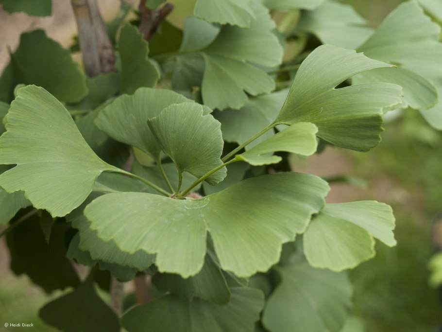 Гинкго билоба дерево