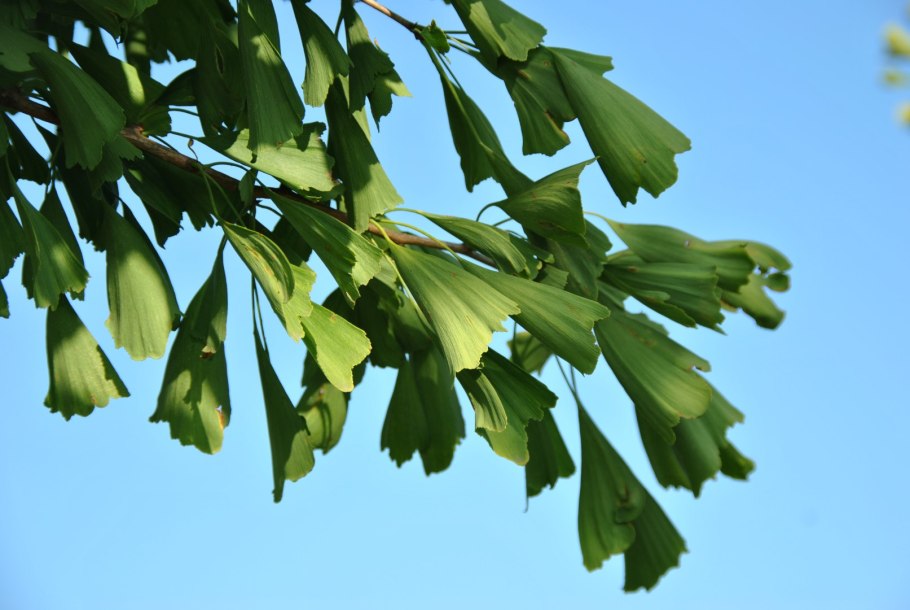 Гинкго двулопастной деревья