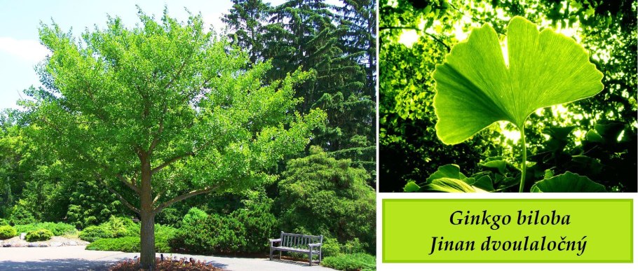 Гинкго билоба Ginkgo Biloba California Sunset