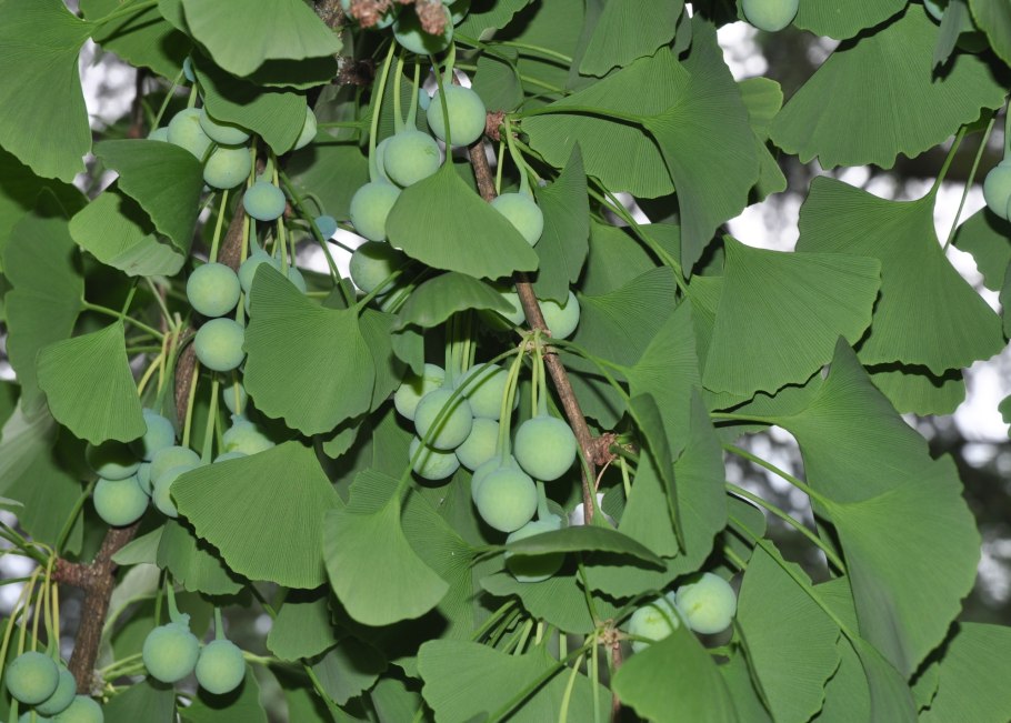 Гинкго двулопастный (гинкго билоба)