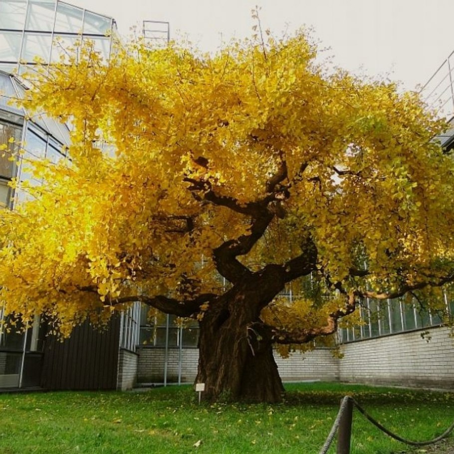 Гинкго двулопастный крона