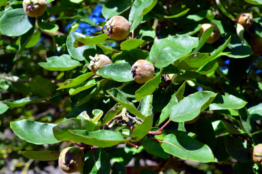 Айва Неспелая