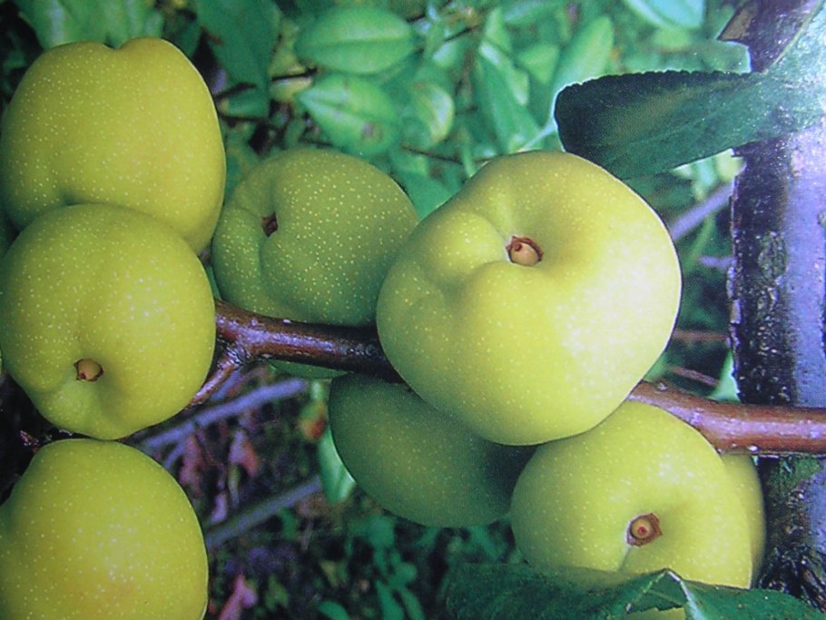 Зубутлинская айва